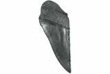 Partial, Fossil Megalodon Tooth - South Carolina #235934-1